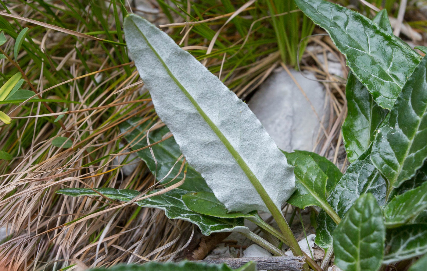 Image of Saussurea jadrinzevii specimen.