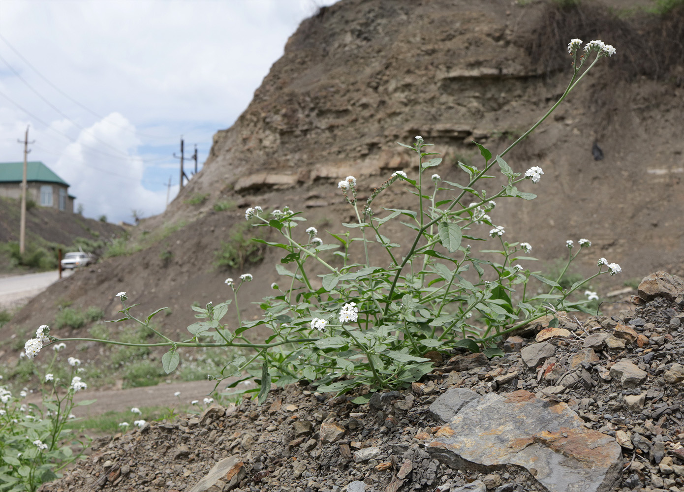 Изображение особи Heliotropium styligerum.