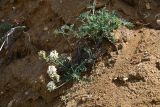 Astragalus olchonensis. Цветущее растение. Иркутская обл., оз. Байкал, о. Ольхон, ур. Песчаное, отделяющий зону песчаного пляжа от террасы урочища песчаный береговой уступ высотой около 2 м. 28 июля 2023 г.