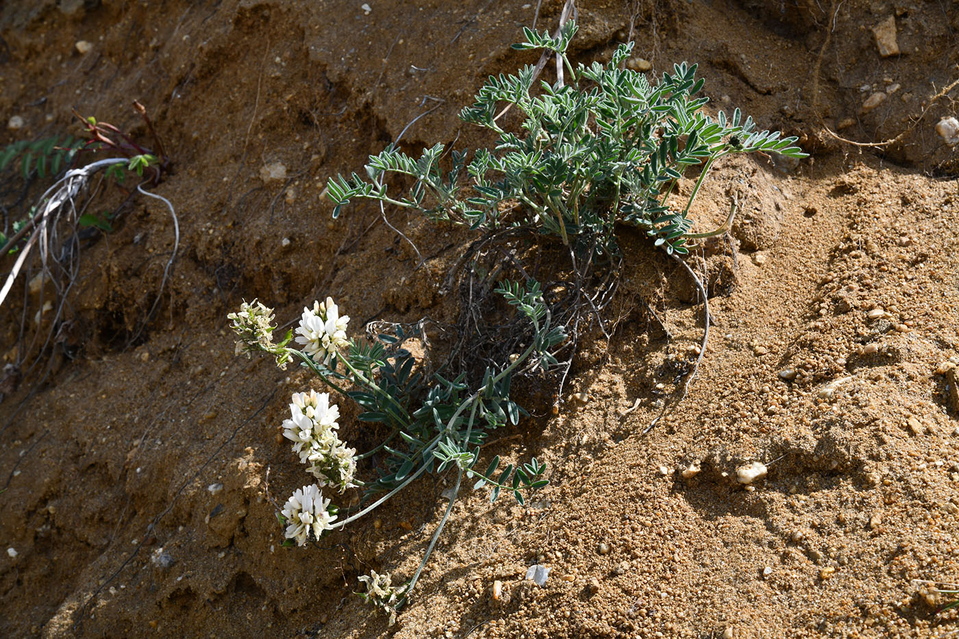 Изображение особи Astragalus olchonensis.