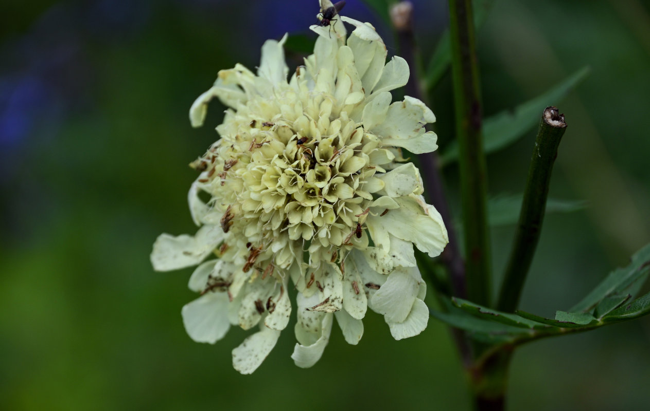 Изображение особи Cephalaria gigantea.