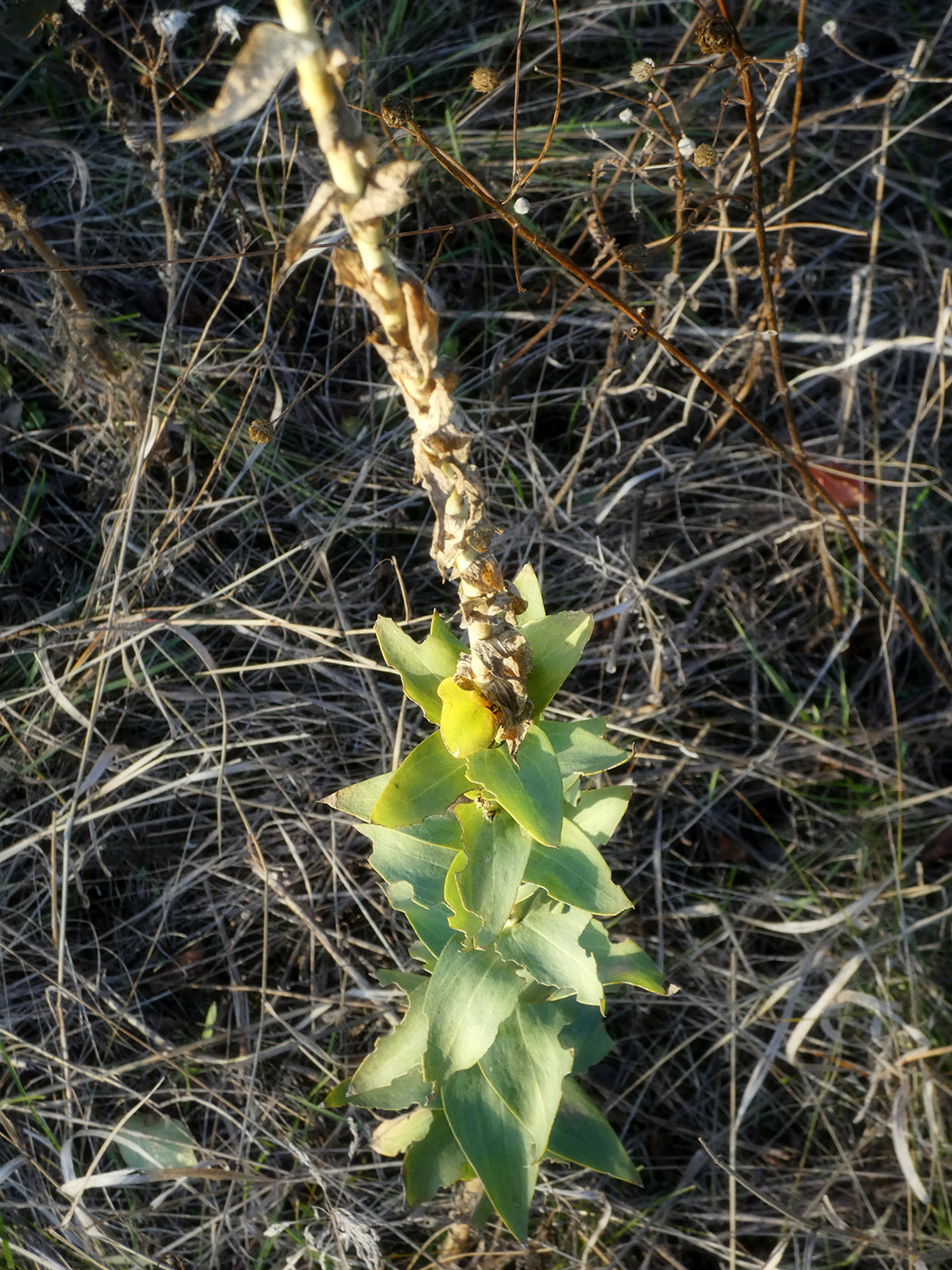 Image of Linaria genistifolia specimen.