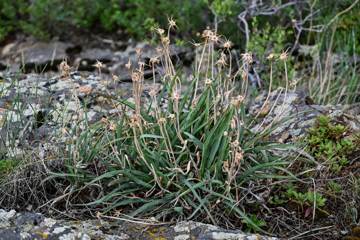 Image of genus Scorzonera specimen.