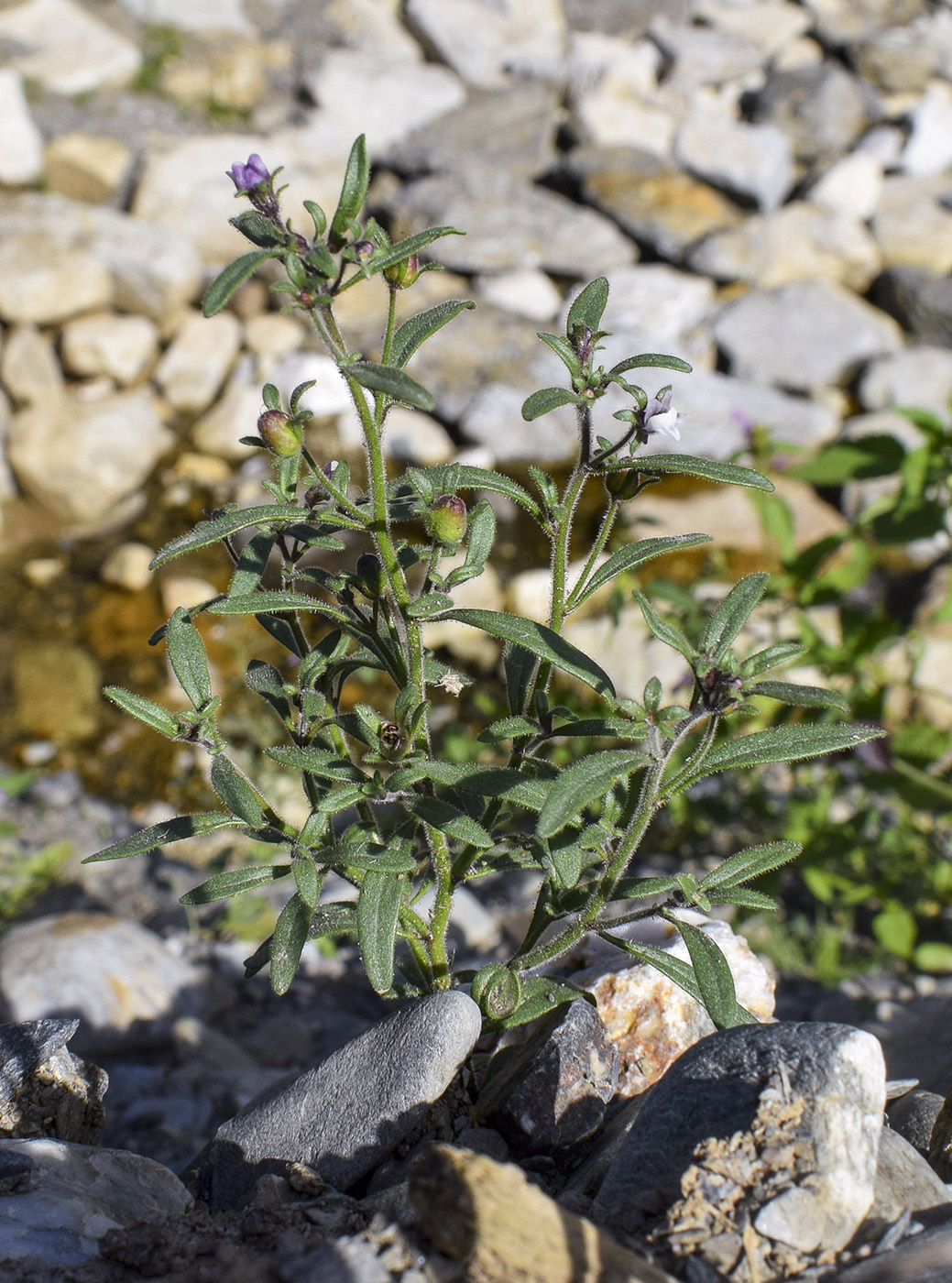 Image of Chaenorhinum minus specimen.