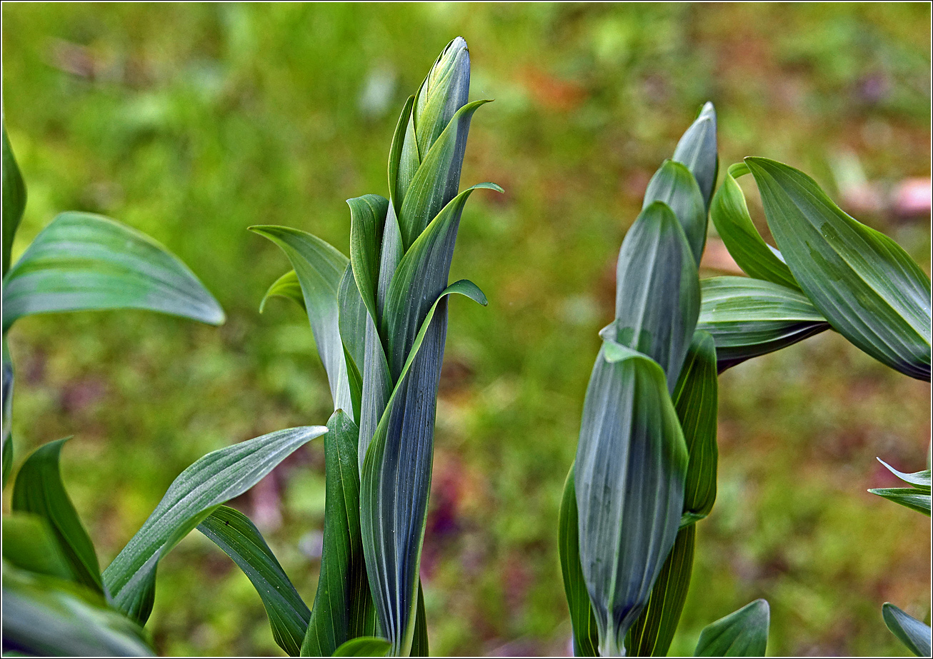 Image of Polygonatum multiflorum specimen.