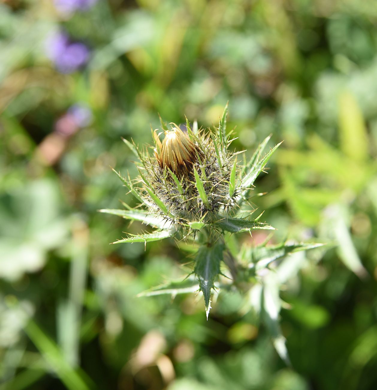 Image of Carlina biebersteinii specimen.