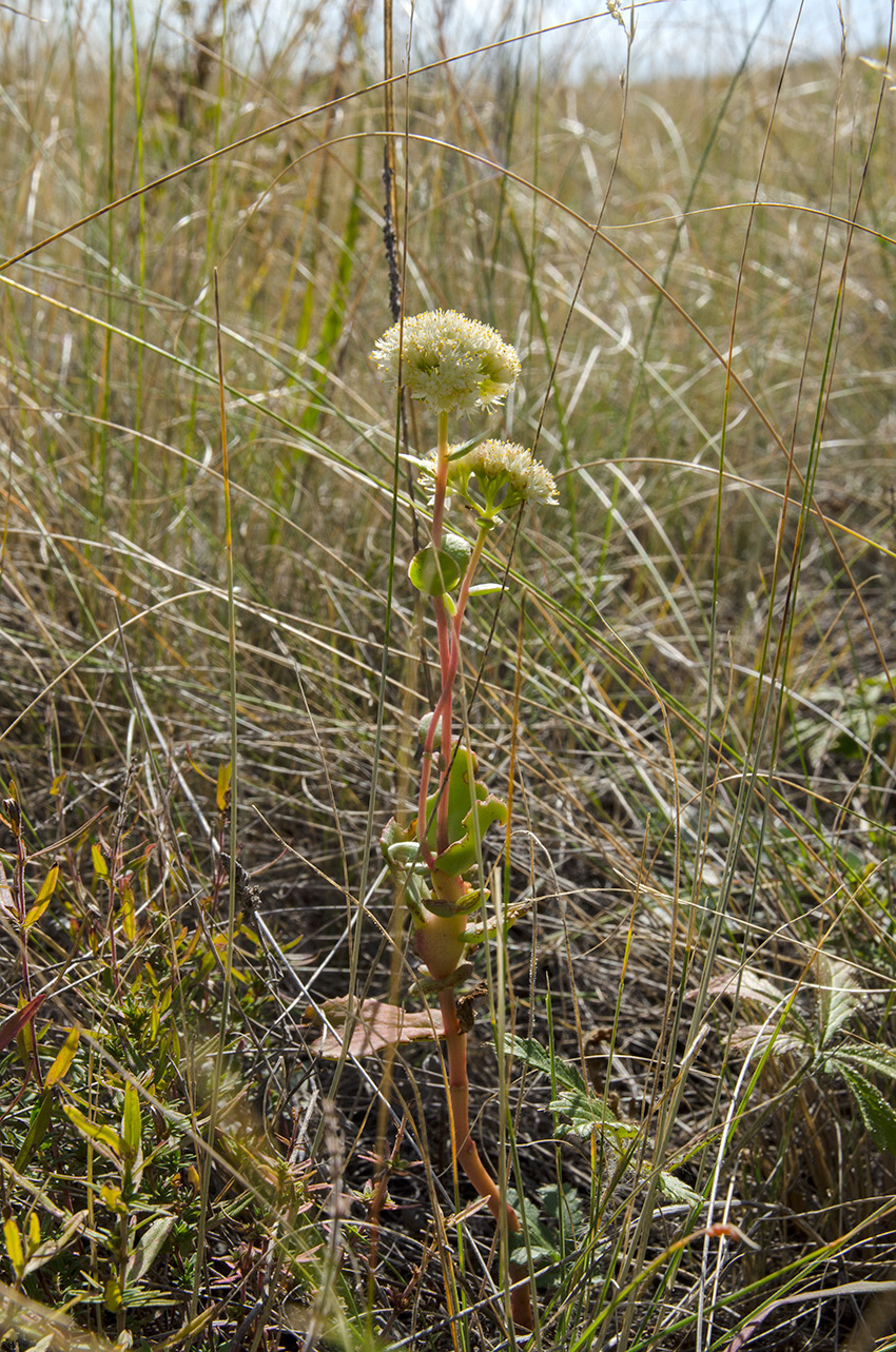 Image of Hylotelephium stepposum specimen.