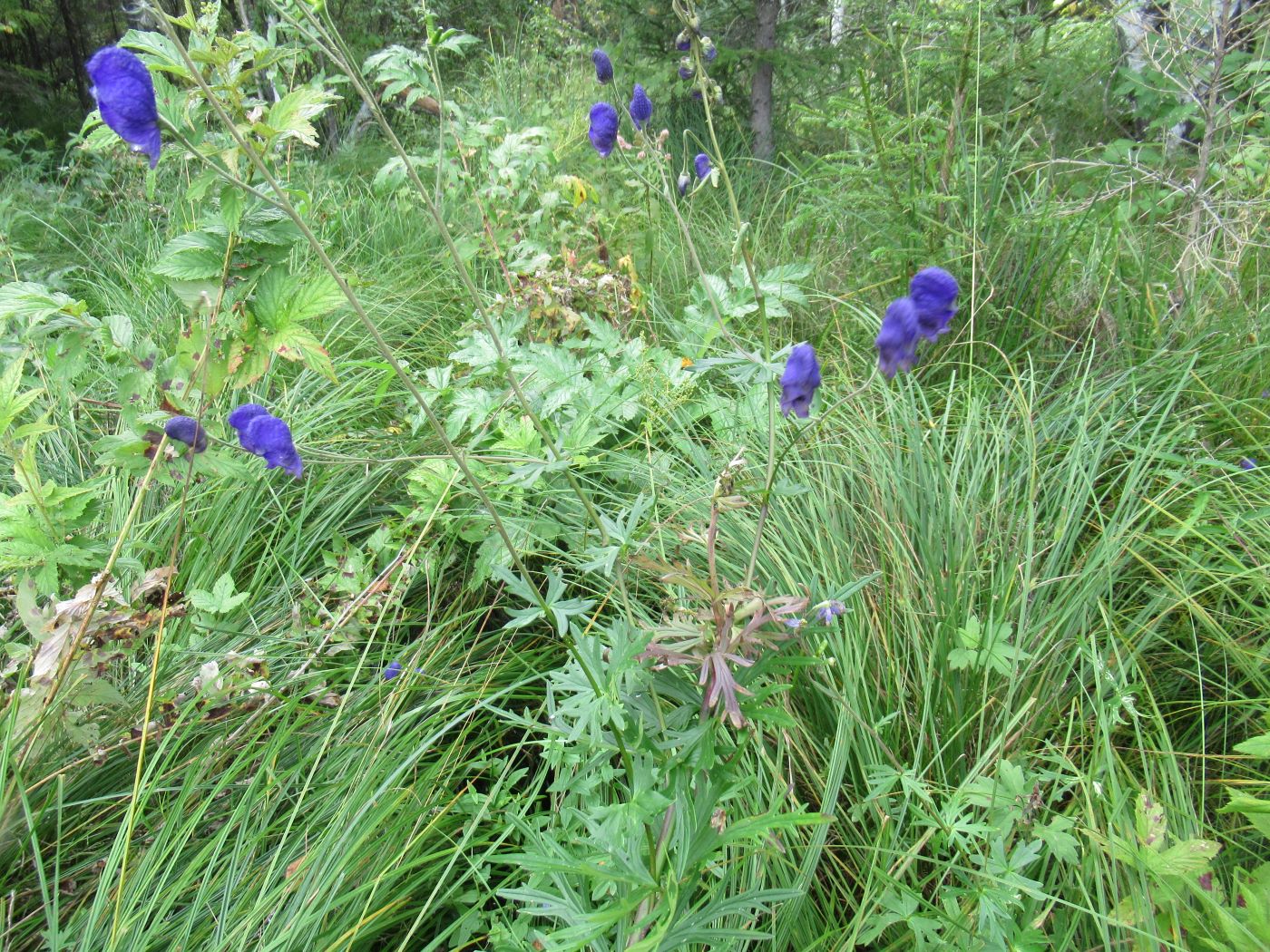 Изображение особи Aconitum baicalense.