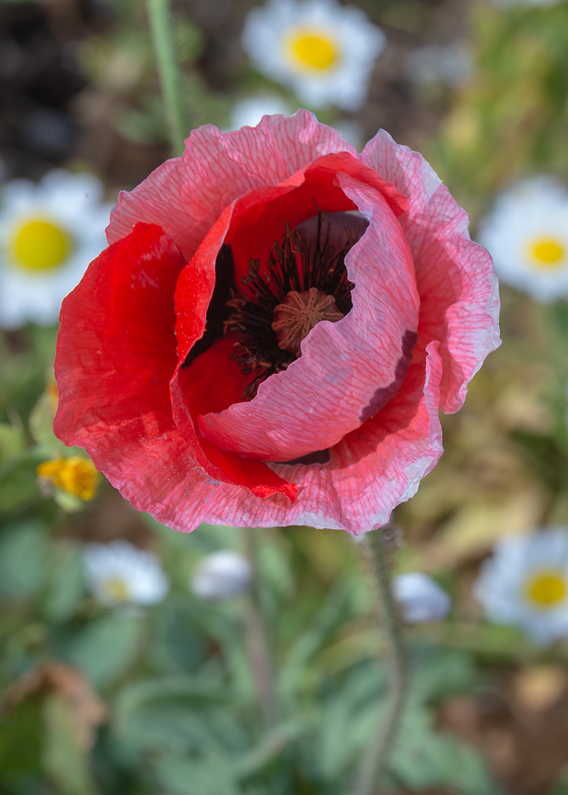 Image of Papaver umbonatum specimen.