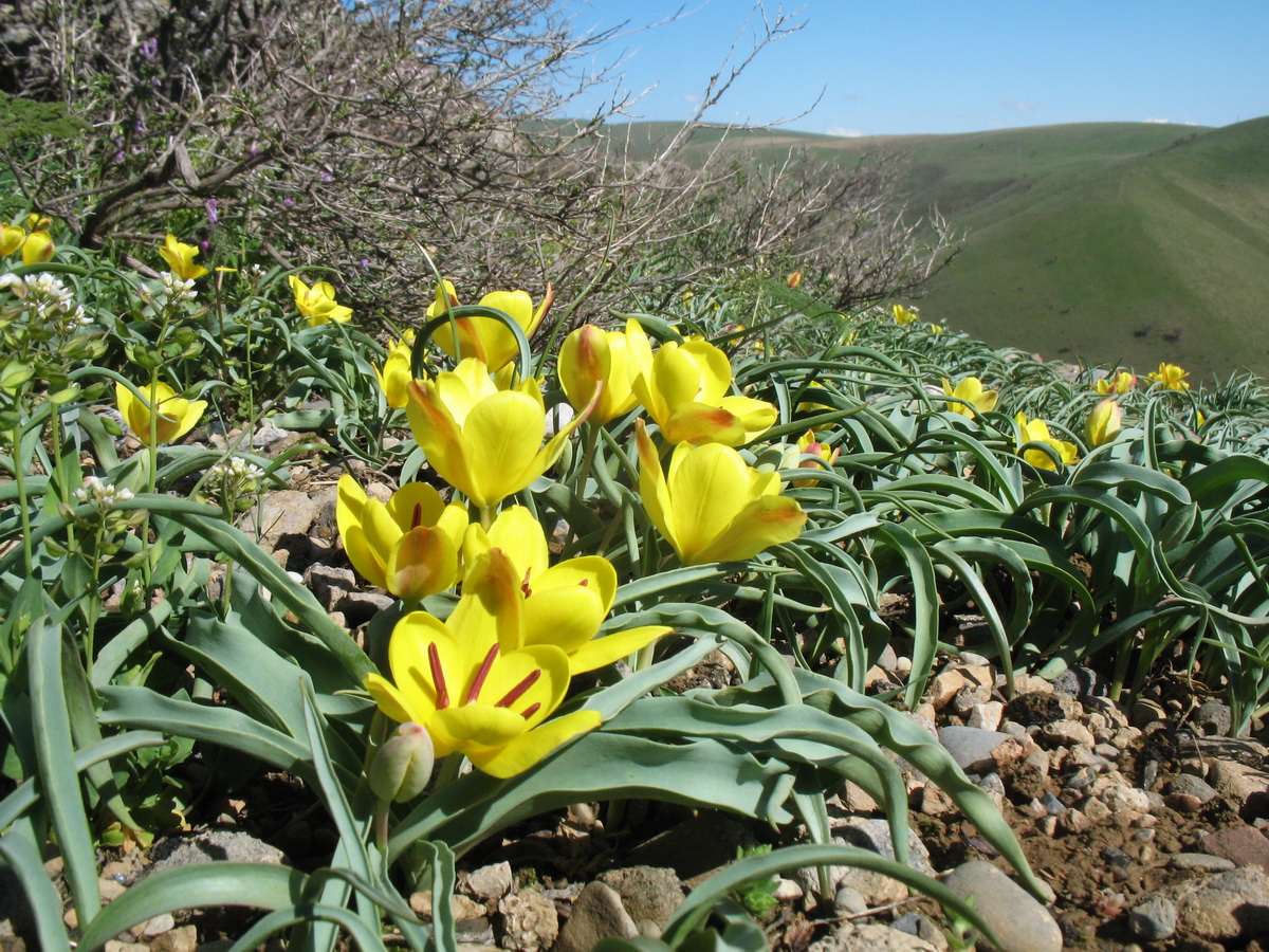 Image of Tulipa lemmersii specimen.