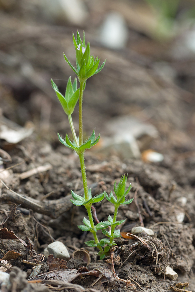 Sherardia arvensis - Изображение особи - Плантариум