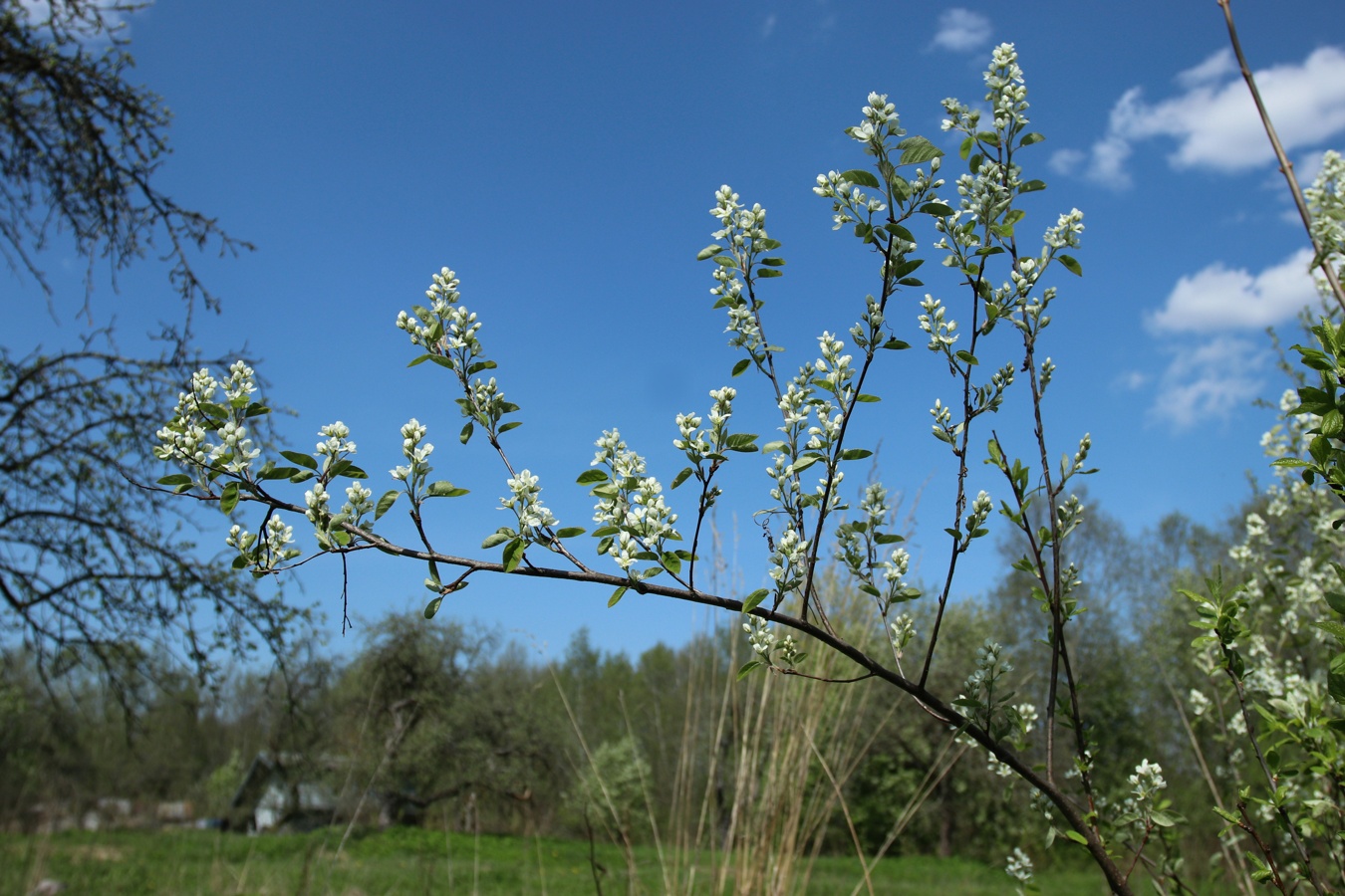 Image of Amelanchier spicata specimen.