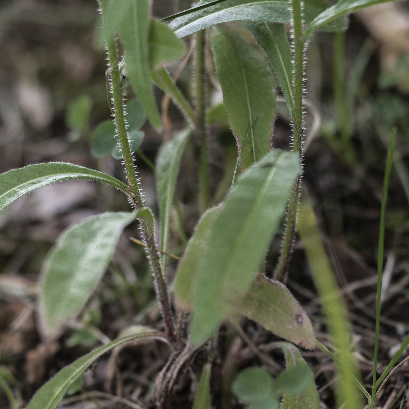 Image of Picris japonica specimen.