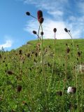 Sanguisorba officinalis. Верхушки растений с соцветиями. Восточный Казахстан, Южный Алтай, хр. Сарымсакты, пер. Бурхат, ≈ 1900 м н.у.м., субальпийский луг. 4 июля 2024 г.