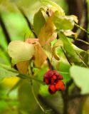 Euonymus verrucosus. Верхушка ветви с листьями, принимающими осеннюю окраску и с плодом в дождевых каплях. Самарская обл., Ставропольский р-н, окр. с. Жигули, Молодецкий курган, опушка широколиственного леса. 7 сентября 2023 г.