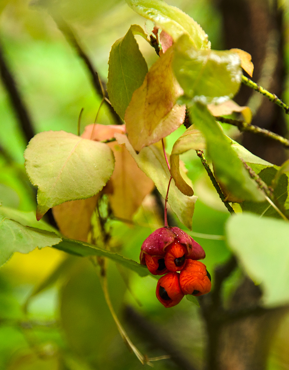 Изображение особи Euonymus verrucosus.