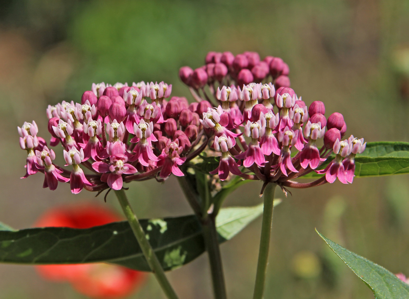 Изображение особи Asclepias incarnata.