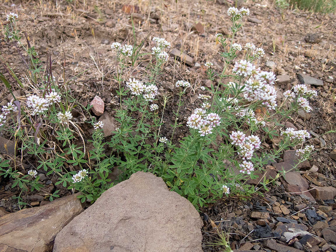 Image of Dorycnium herbaceum specimen.