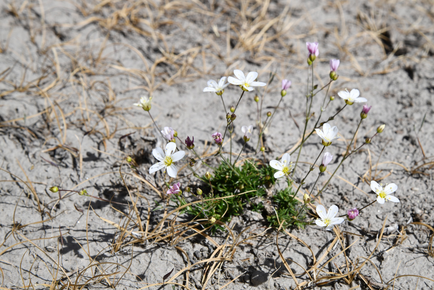 Image of genus Eremogone specimen.