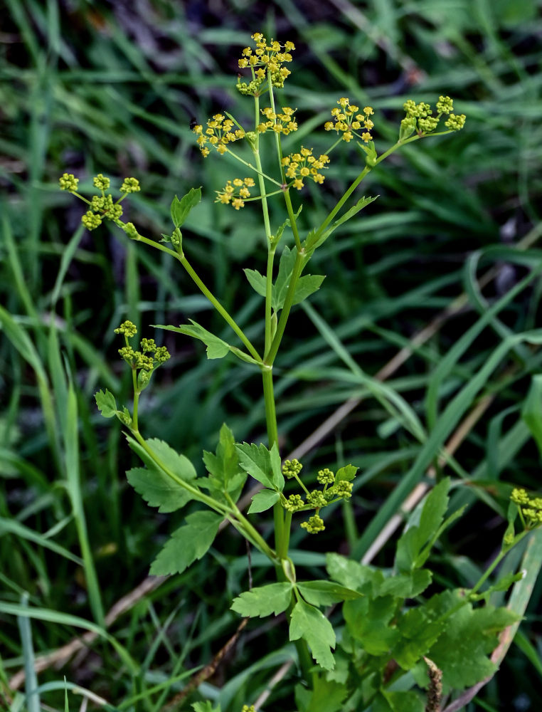 Image of Pastinaca sativa specimen.