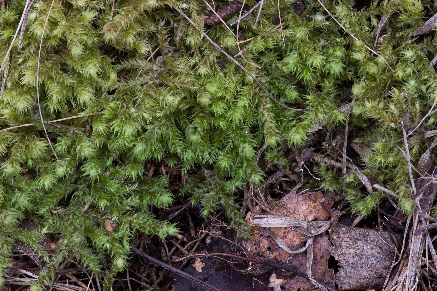 Изображение особи Rhytidiadelphus triquetrus.