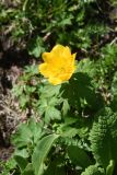 genus Trollius. Цветущее растение. Чечня, Шаройский р-н, Снеговой хр., 4,2 км от пер. Цумандинский в сторону г. Заинкорт, рядом с каменным загоном, выс. ок. 2800 м н.у.м., луг. 25 июня 2024 г.