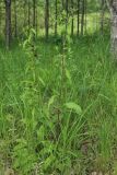 Centaurea phrygia