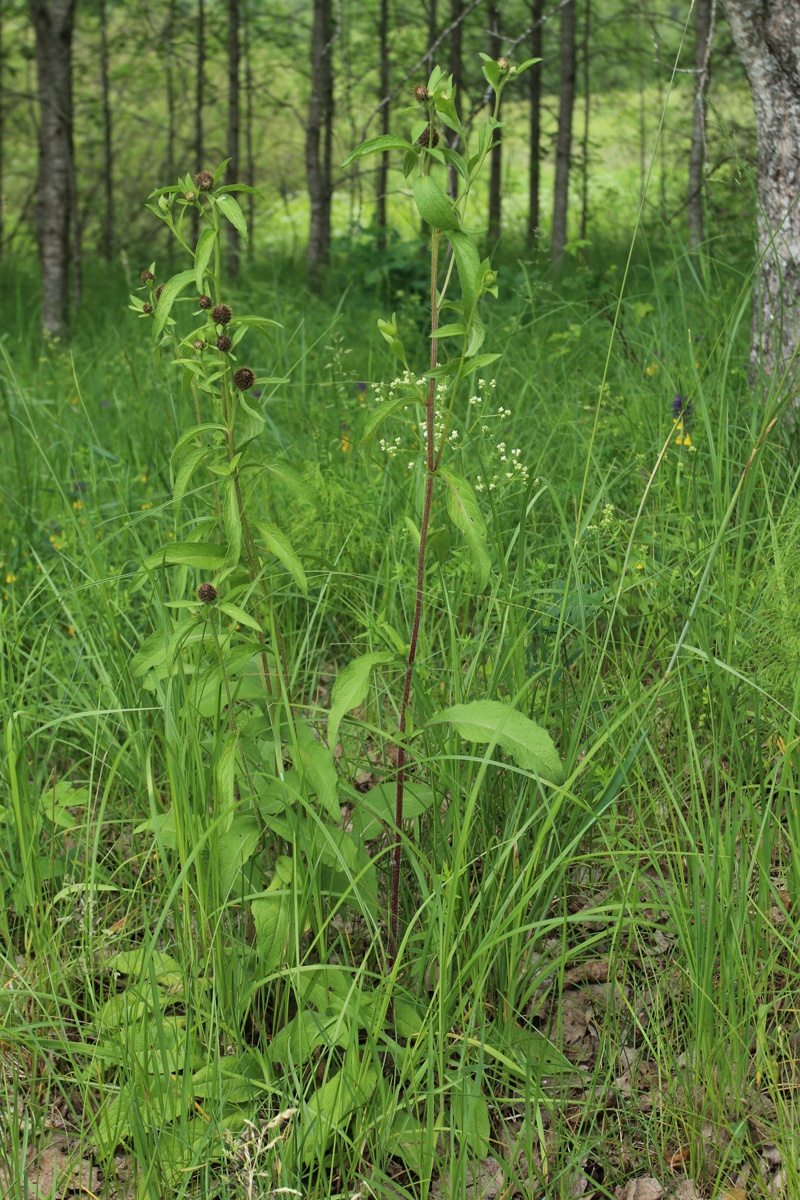 Изображение особи Centaurea phrygia.