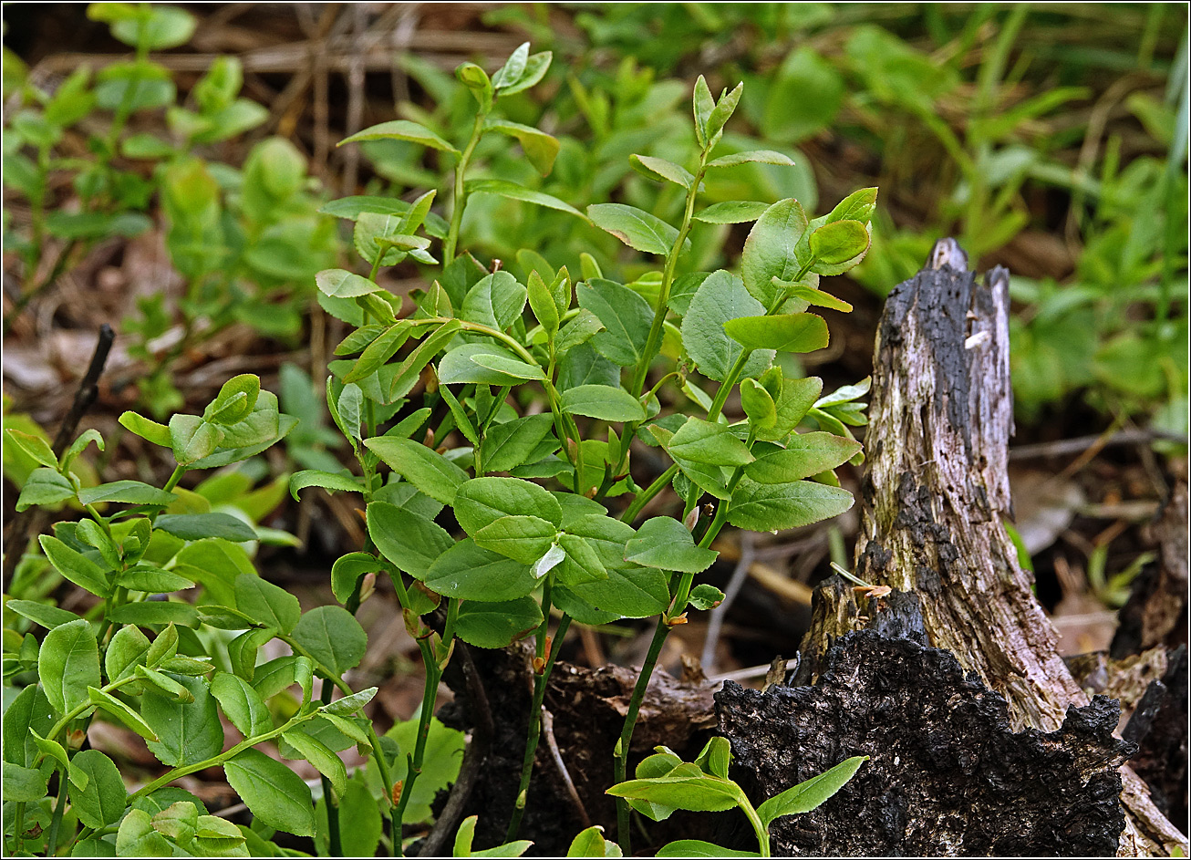 Image of Vaccinium myrtillus specimen.