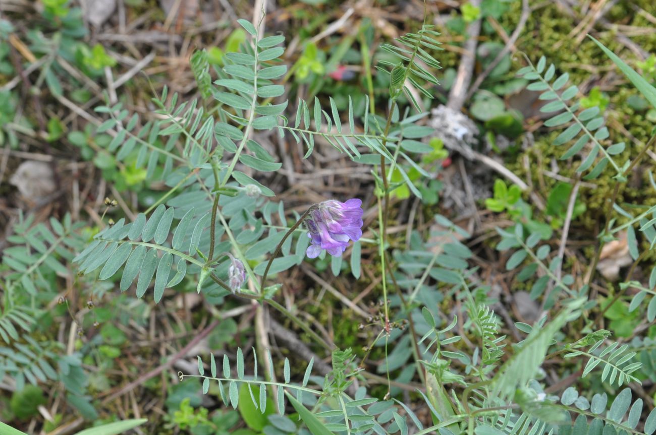 Image of Vicia sosnowskyi specimen.