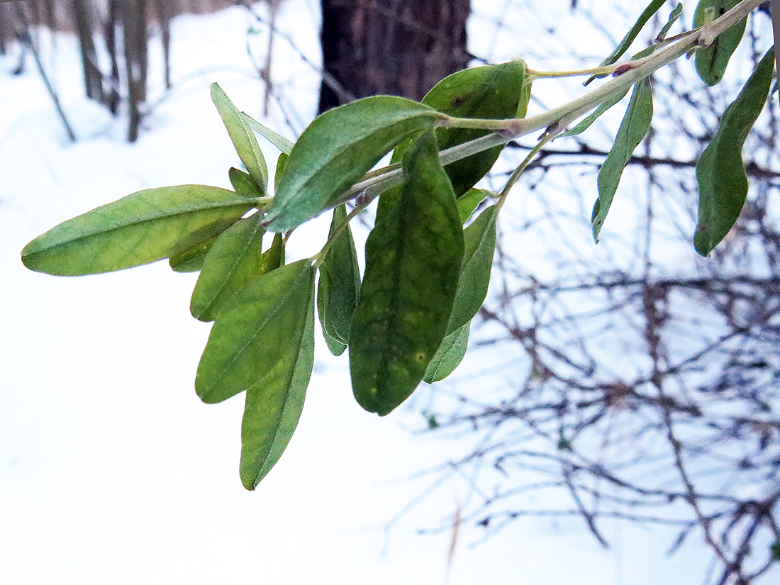 Изображение особи Chamaecytisus ruthenicus.