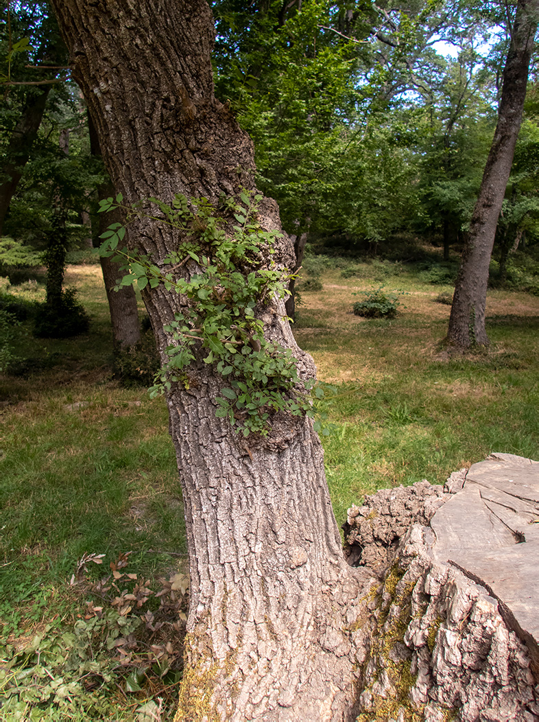 Image of genus Fraxinus specimen.