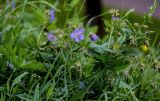 Geranium pratense. Верхушка цветущего растения (с Convolvulus arvensis на одном из побегов). Ярославская обл., г. Ярославль, устье р. Которосль, луг. 02.07.2024.