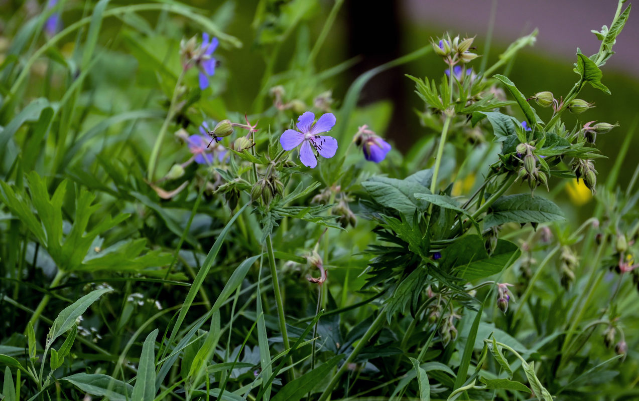 Изображение особи Geranium pratense.