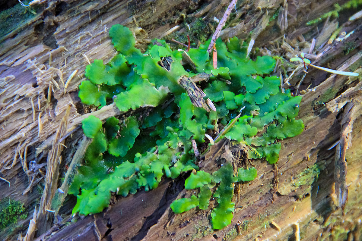 Image of Aneura pinguis specimen.