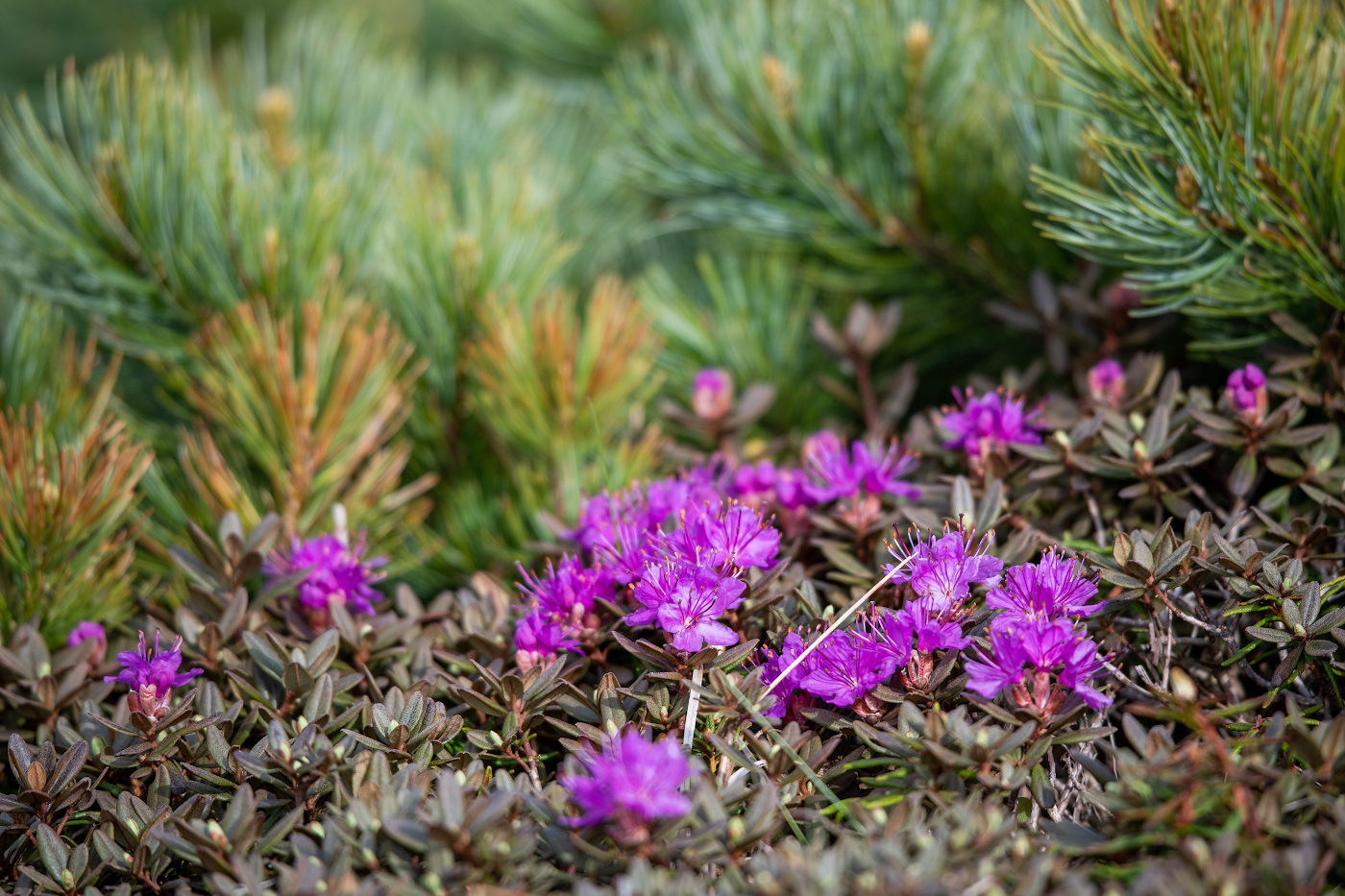 Изображение особи Rhododendron parvifolium.