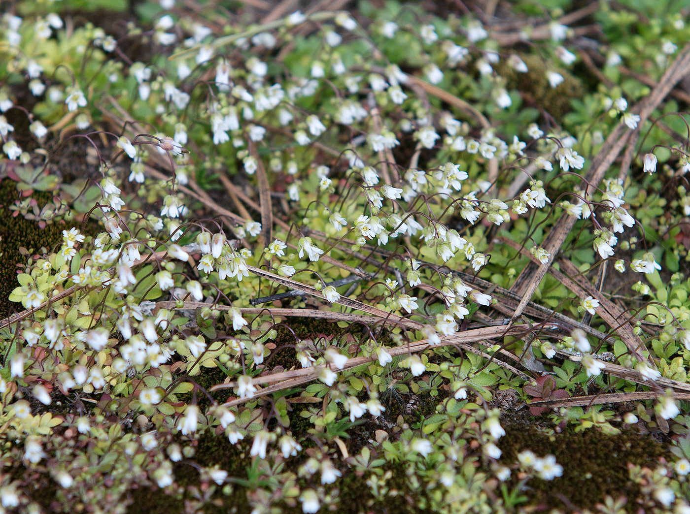 Image of Erophila verna specimen.