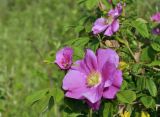 Rosa davurica