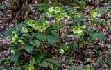 View full-size image Helleborus caucasicus