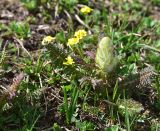 View full-size image Pedicularis condensata