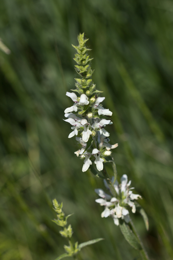 Image of Stachys atherocalyx specimen.