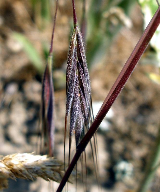 Изображение особи Anisantha sterilis.