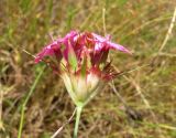 Dianthus capitatus. Соцветие. Крым, ЮБК, пгт Кацивели. 28.06.2011.