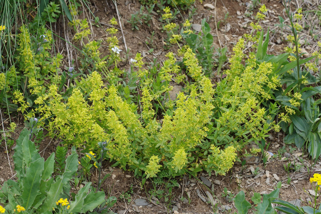 Изображение особи Cruciata coronata.