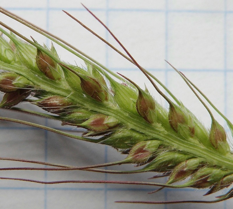 Изображение особи Echinochloa crus-galli.