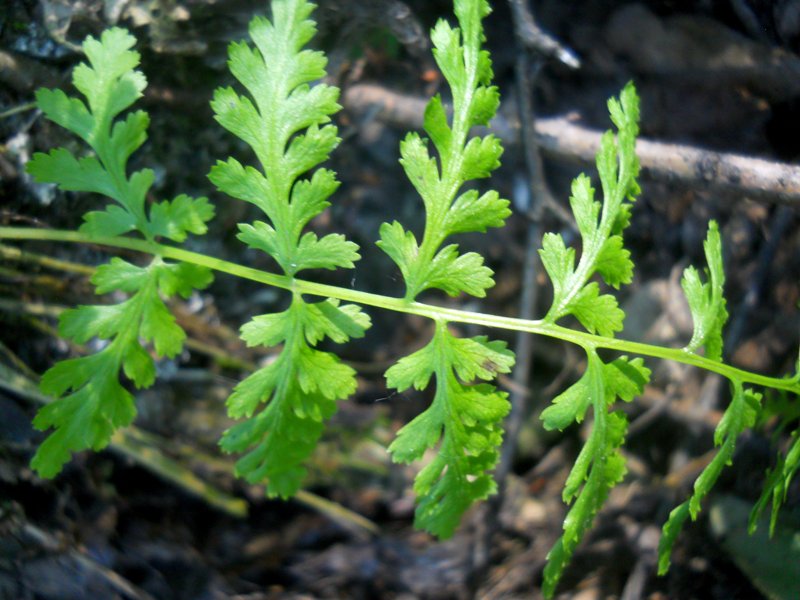 Image of Cystopteris fragilis specimen.