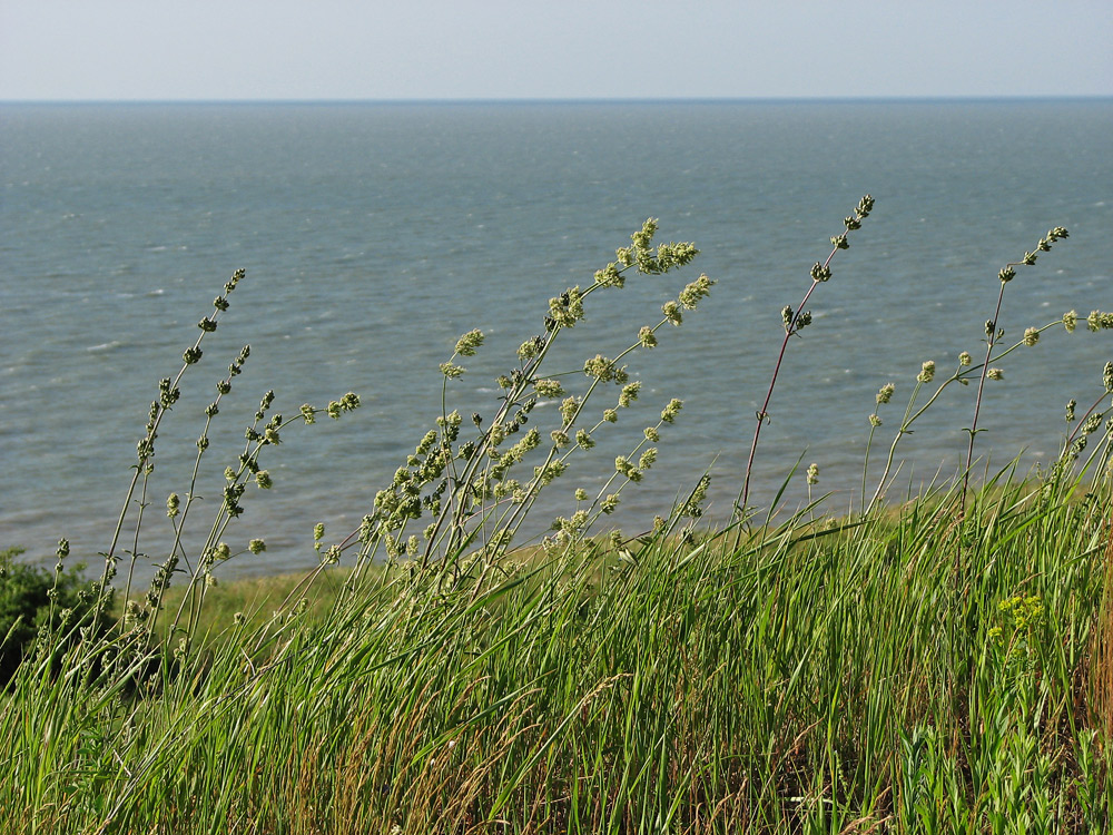 Image of Silene artemisetorum specimen.