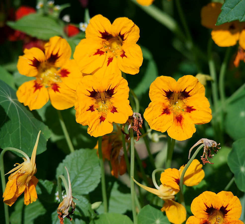 Image of Tropaeolum majus specimen.