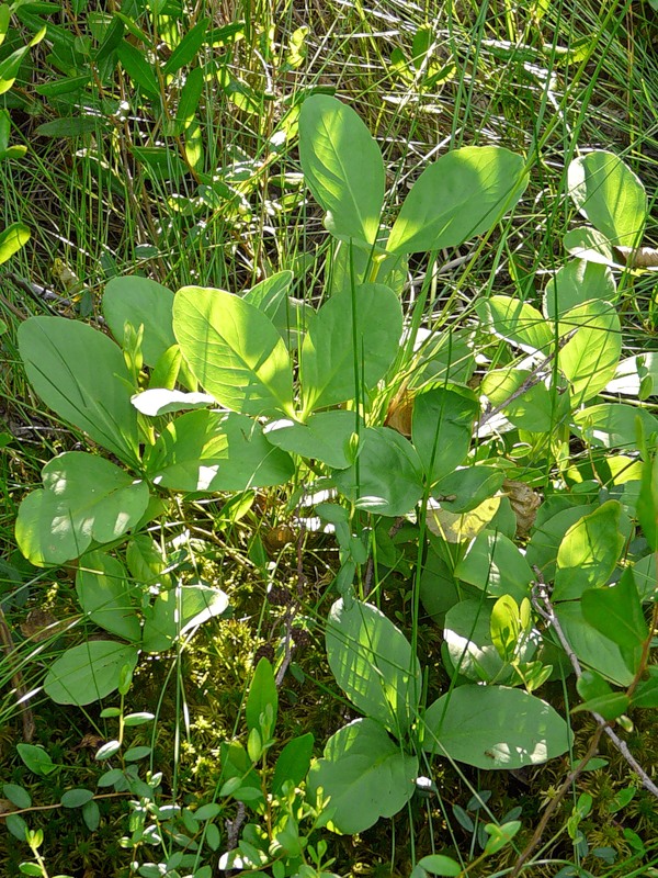 Image of Menyanthes trifoliata specimen.