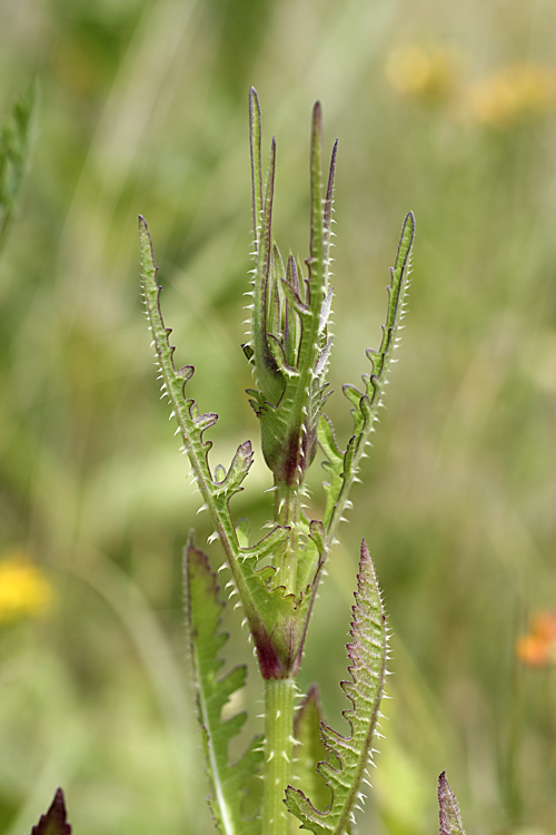 Image of Dipsacus laciniatus specimen.